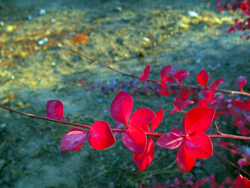 Leaves in iran برگ گلها و گیاهان ایرانی 02