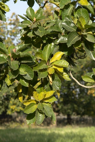 Leaves of Madhuca longifolia, Umaria district, MP, India