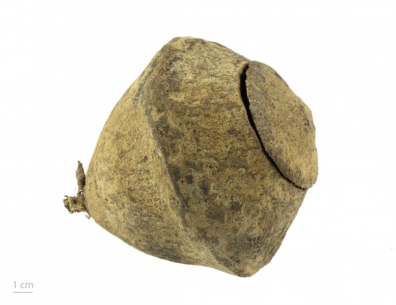 Lecythis zabucajo MHNT.BOT.2017.10.26-3