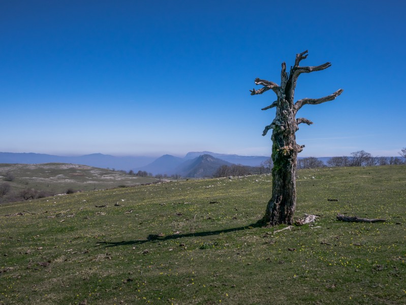 Legaire - Árbol muerto y paisaje 01