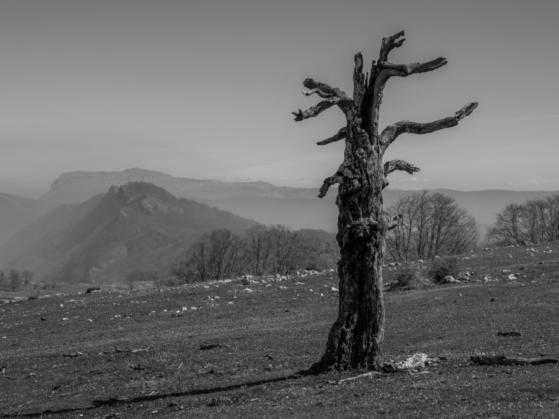 Legaire - Árbol muerto y paisaje 02