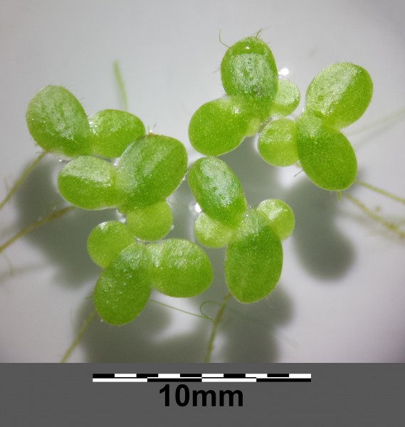 Lemna minor sl1