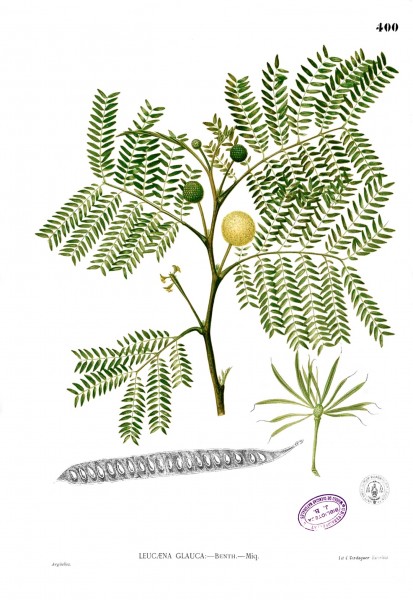 Leucaena leucocephala Blanco2.400
