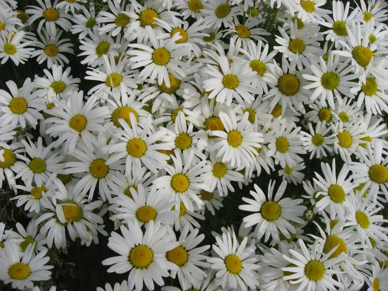 Leucanthemum sp ilulissat 2007-08-21 1