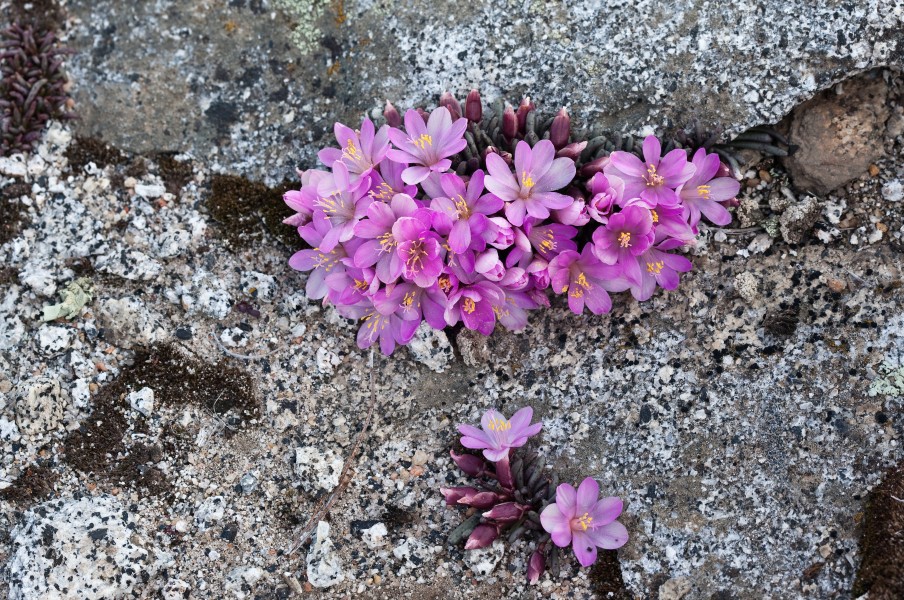Lewisia disepala (Yosemite bitterroot) (31645714674)