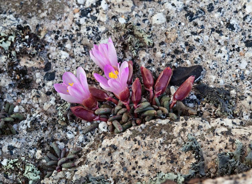 Lewisia disepala (Yosemite bitterroot) (32489090045)
