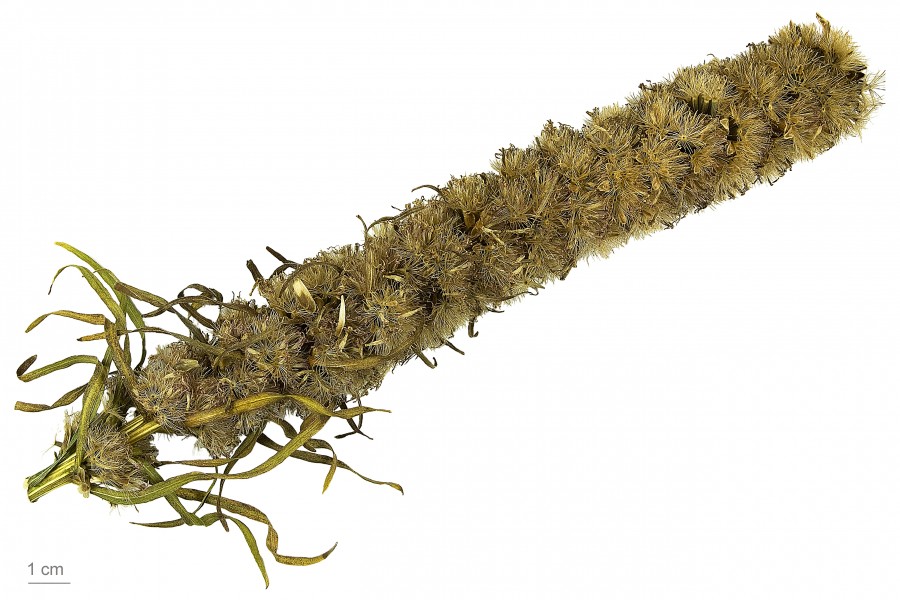 Liatris spicata MHNT.BOT.2012.10.32