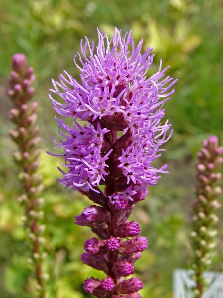Liatris spicata Purple