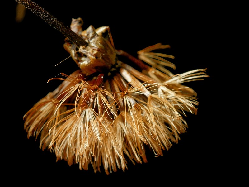 Ligularia Dentata (A. Gray) Hara
