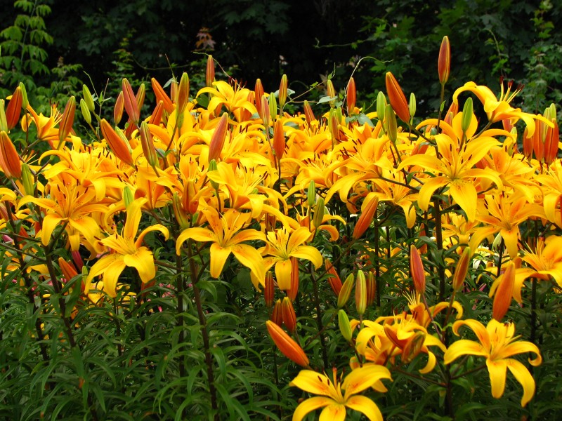 Lilium 'Volkhova' 01
