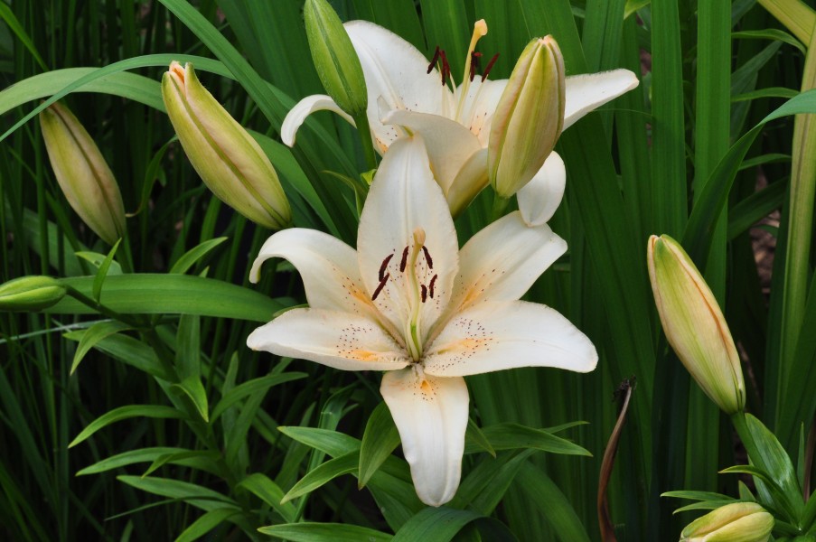 Lilium Country Star RBG