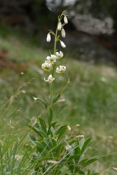 Lilium Martagon blanch 2 sun Frea
