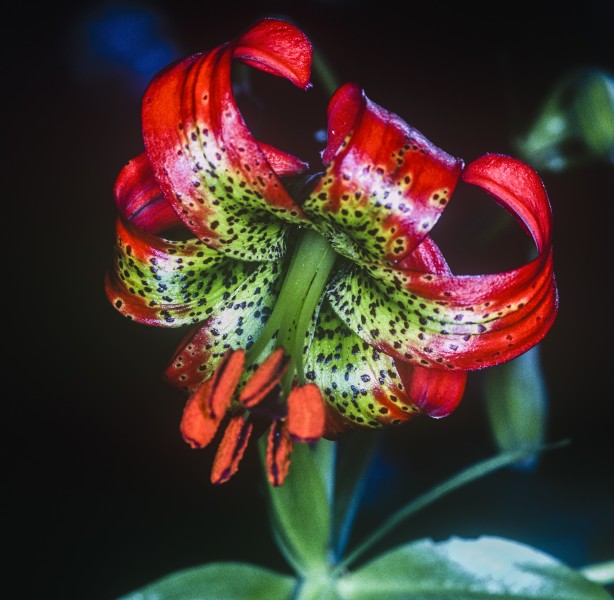 Lilium occidentale (Western lily) (28500823025)