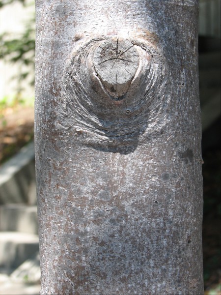 Liriodendron bark young