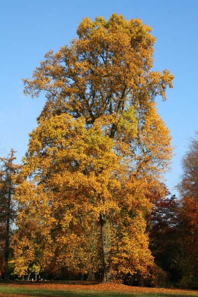 Liriodendron tulipifera JPG5a