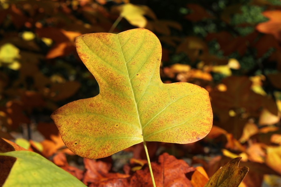 Liriodendron tulipifera PAN leaf