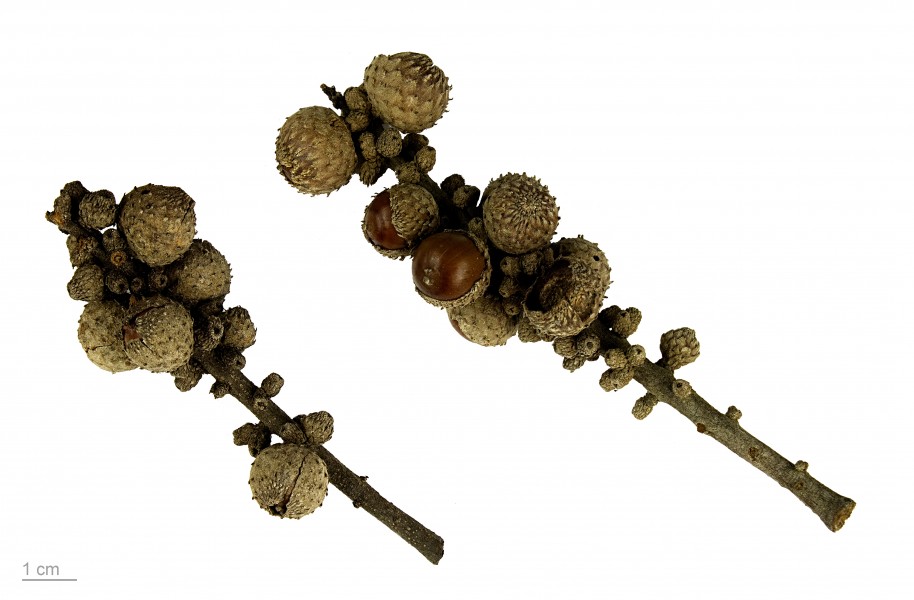 Lithocarpus sp. MHNT.BOT.2013.22.30