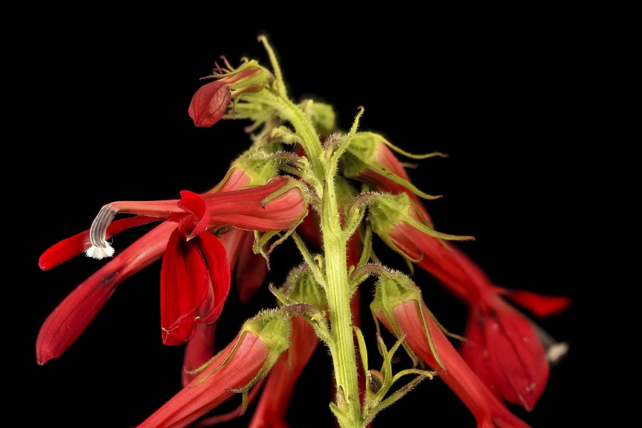 Lobelia cardinalis, Cardinal Flower, Howard County, MD, Helen Lowe Metzman 2017-09-13-16.36 (27675094878)