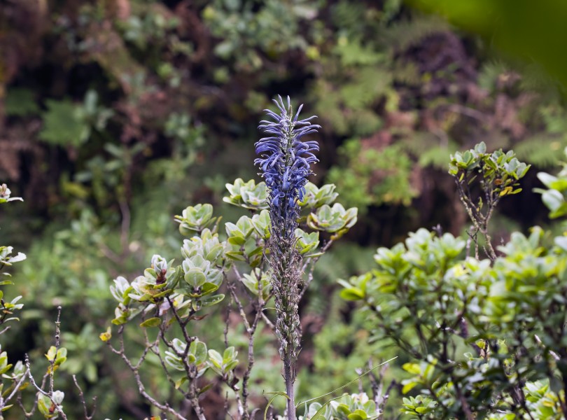 Lobelia hypoleuca (kuhi'aikamo'owahie) in bloom (5121813377)