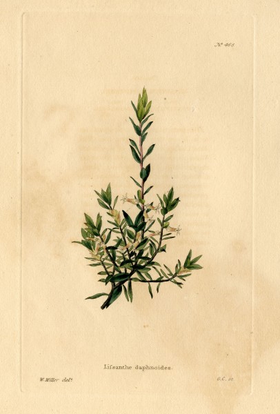 Loddiges 466 Lissanthe daphnoides drawn by W Miller