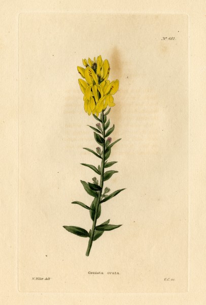Loddiges 482 Genista ovata drawn by W Miller