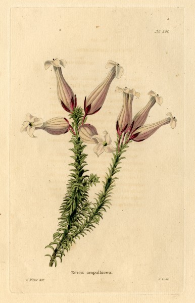 Loddiges 508 Erica ampullacea drawn by W Miller