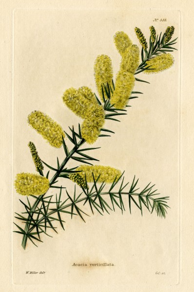 Loddiges 535 Acacia verticillata drawn by W Miller