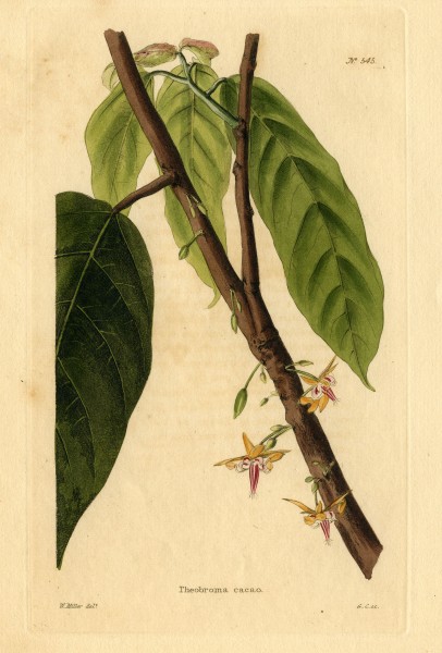 Loddiges 545 Theobroma cacao drawn by W Miller