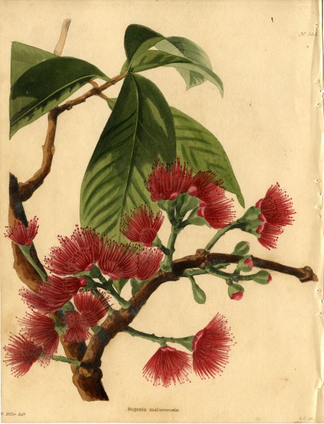 Loddiges 555 Eugenia malaccensis drawn by W Miller