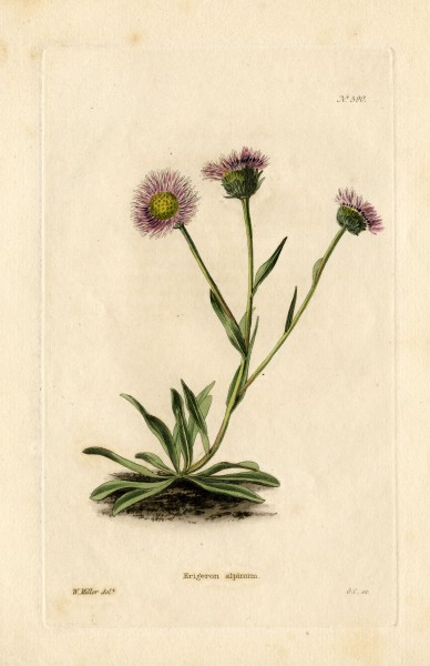 Loddiges 590 Erigeron alpinum drawn by W Miller