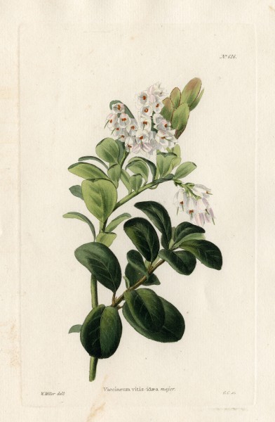 Loddiges 616 Vaccineum vitis-idaea drawing by W Miller