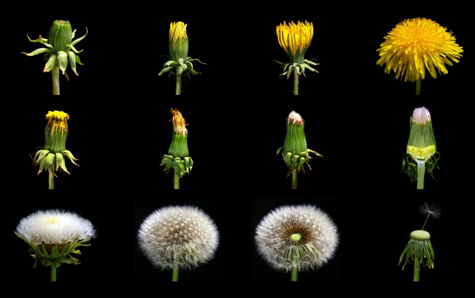 Loewenzahn Taraxacum officinale