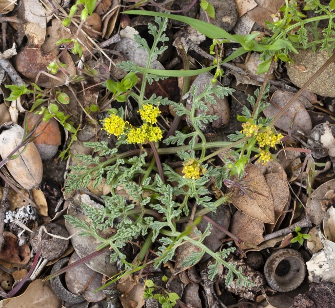 Lomatium observatorium (Mount Hamilton desertparsley) (32404215346)