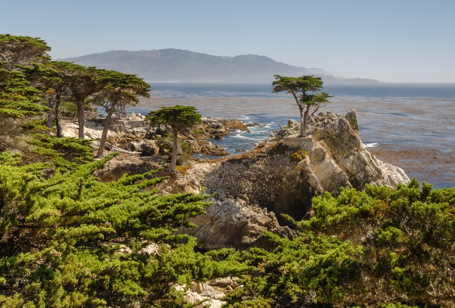 Lone Cypress 17-Mile Drive 2013