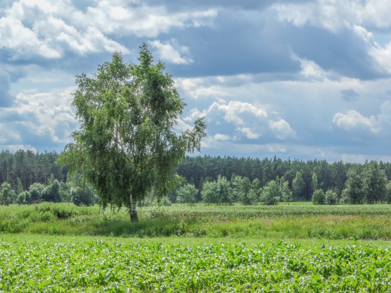 Lonely birch (14616433241)