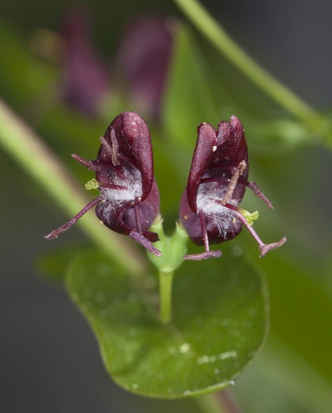 Lonicera conjugialis (purpleflower honeysuckle) (5991510753)
