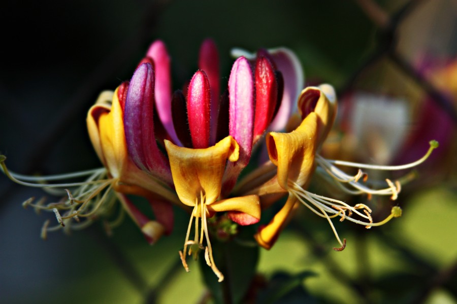 Lonicera periclymenum - flower (KK)