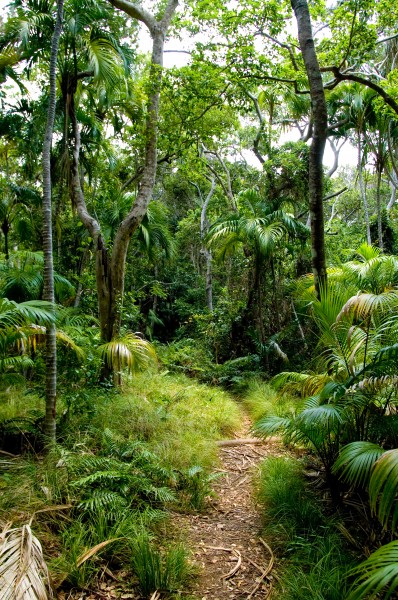 Lord Howe Island forest
