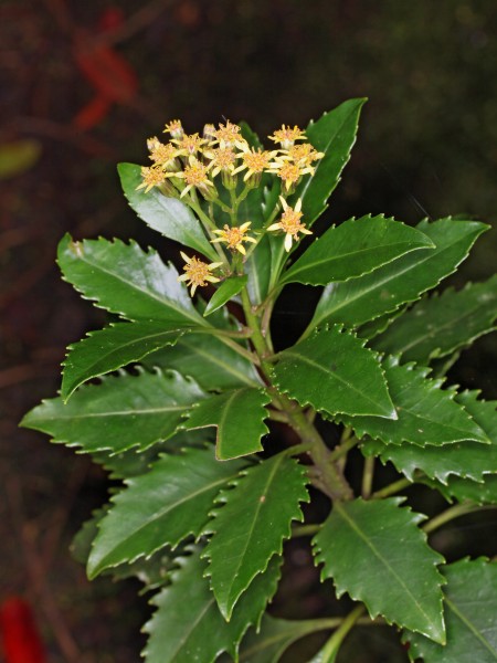 Lordhowea insularis (8971585764)