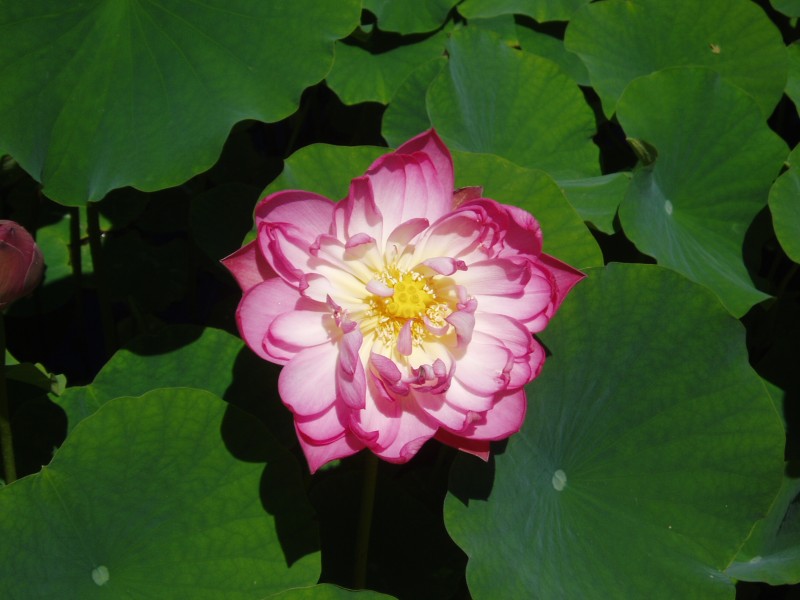 Loto rosa malaga