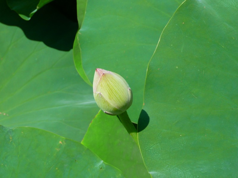 Lotosblume geschlossene Knospe