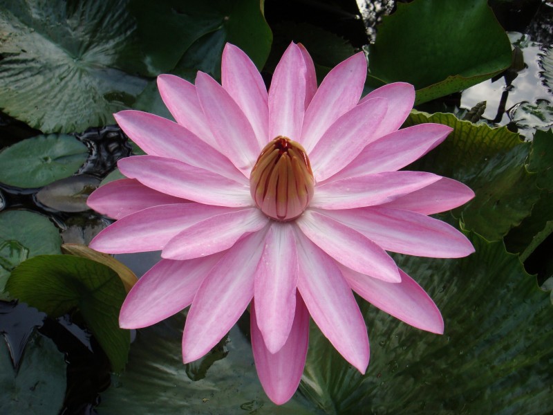 Lotus12
