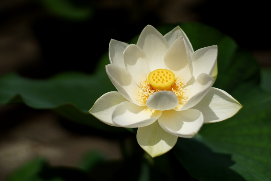 Lotus 004