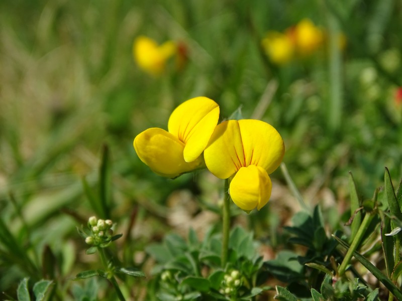 Lotus corniculatus, Ariège, France