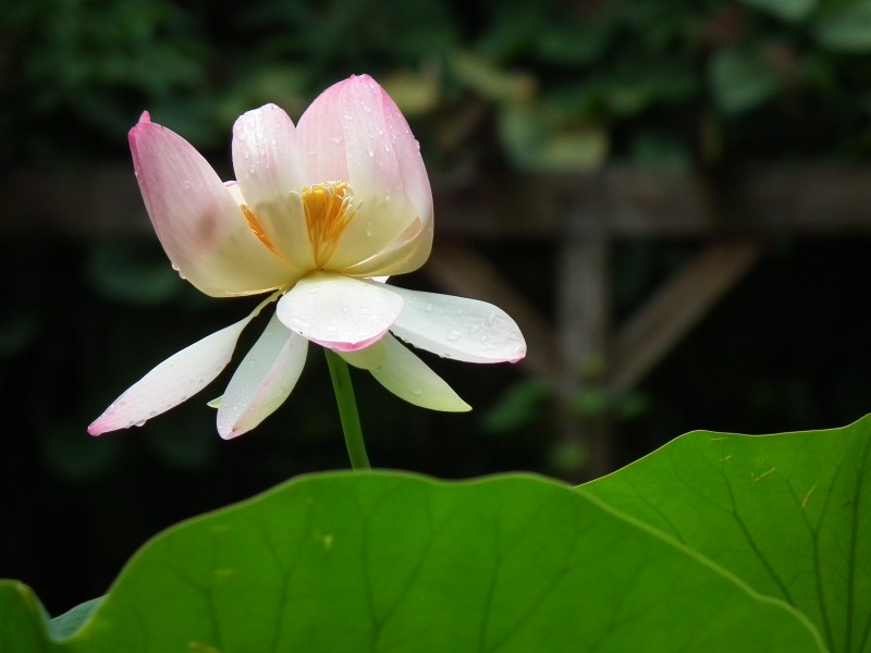 Lotusblüte 2010