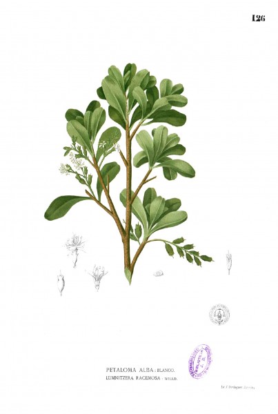 Lumnitzera racemosa Blanco1.126