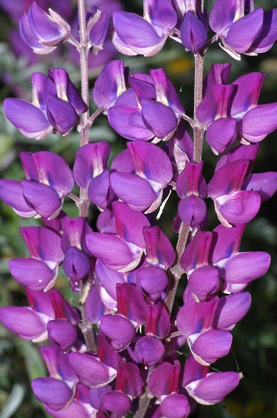 LUPINE, SILVER (lupinus albifrons) (4-19-09) cerro alto rd -06 (3456366339)