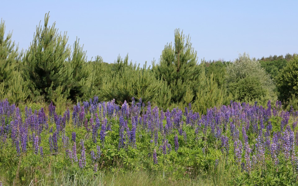 Lupines field UA 2017 G1