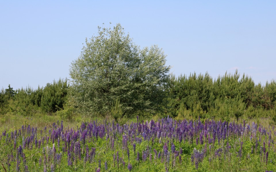 Lupines field UA 2017 G2