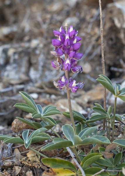 Lupinus cervinus (Santa Lucia lupine) (14154905269)